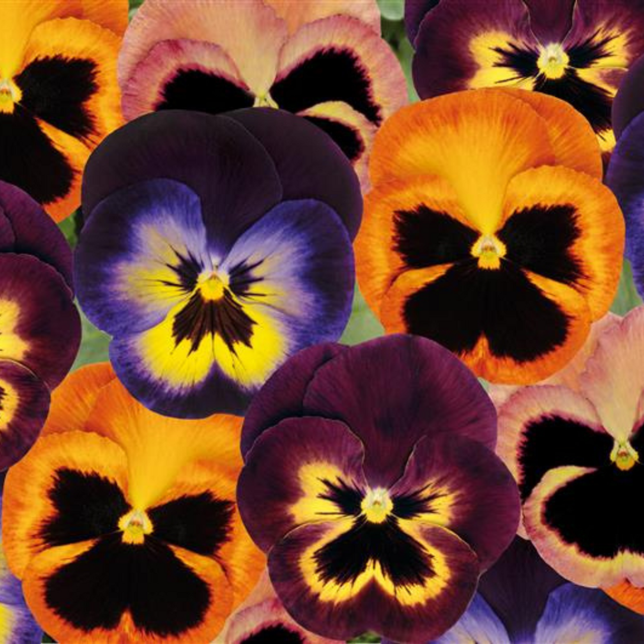 Viola 4Ply Sock Hand Dyed Yarn